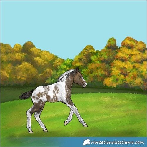 Horse Color:Powder White Buckskin Dun Tobiano Near Leopard 