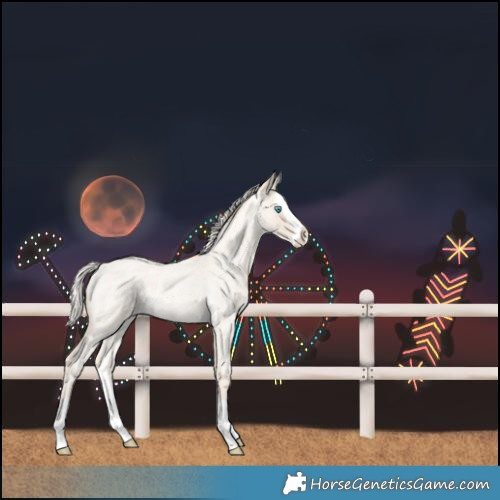 Horse Color:Cremello Roan Splash Rabicano 