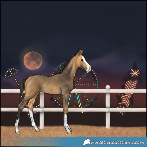 Horse Color:Buckskin Splash Rabicano