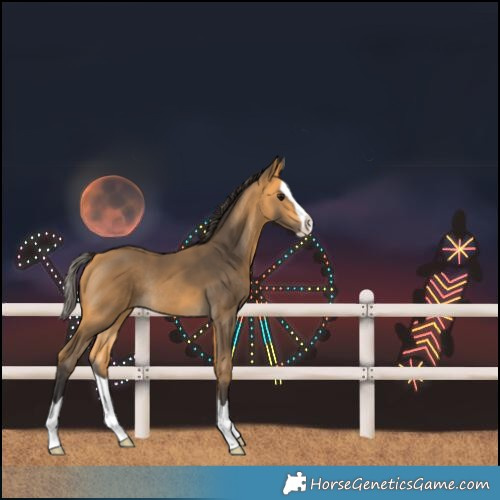 Horse Color:Buckskin Splash Rabicano