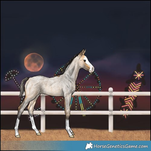 Horse Color:Buckskin Roan Splash 