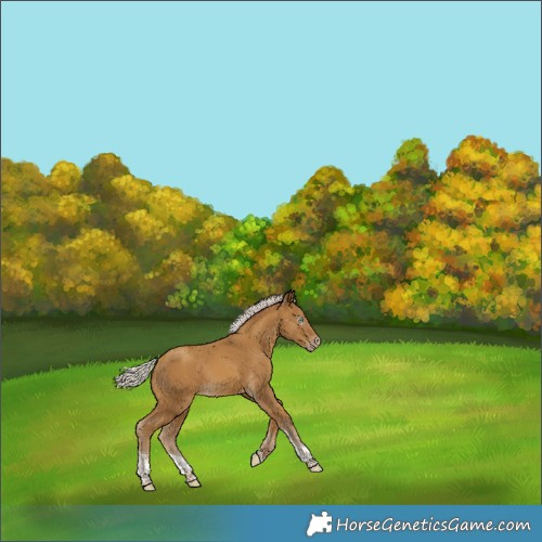Horse Color:Gray Silver Classic Cream Champagne Tobiano Varnish 