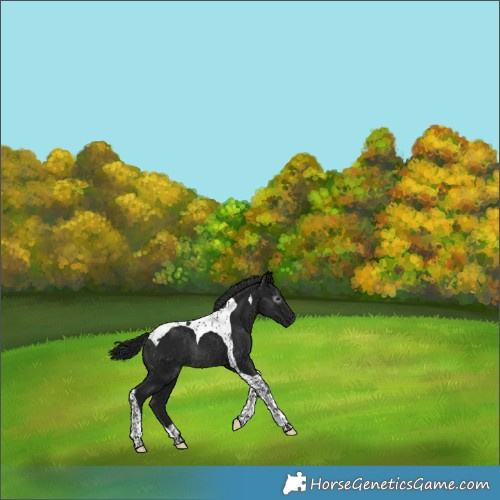 Horse Color:Gray Black Tobiano Rabicano 