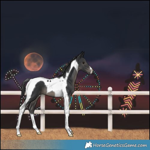 Horse Color:Black Tobiano 