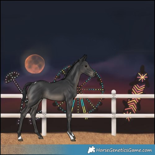 Horse Color:Black Tobiano Rabicano 