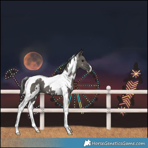 Horse Color:White Spotted Grullo Tobiano 