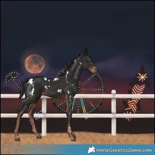 Horse Color:White Spotted Liver Chestnut 