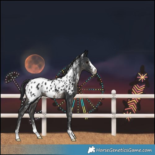 Horse Color:Powder White Black Near Leopard 