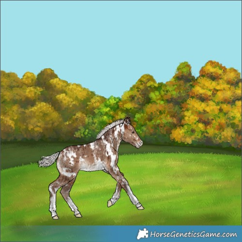 Horse Color:Powder White White Spotted Silver Bay Dun Varnish Brindle 