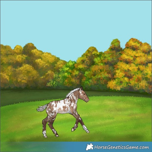 Horse Color:White Spotted Silver Brown Dun Blanket 