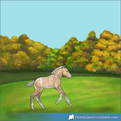 Horse Color:Powder White Silver Buckskin Dun 