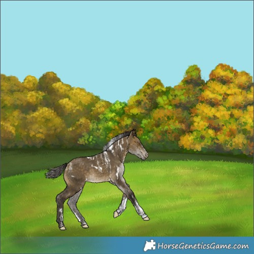 Horse Color:Powder White White Spotted Buckskin Dun 