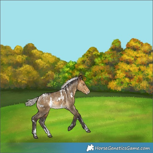 Horse Color:Powder White White Spotted Silver Buckskin Dun Varnish 