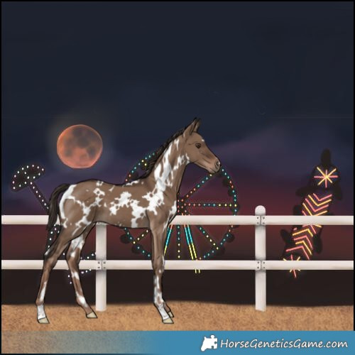 Horse Color:White Spotted Liver Red Dun 