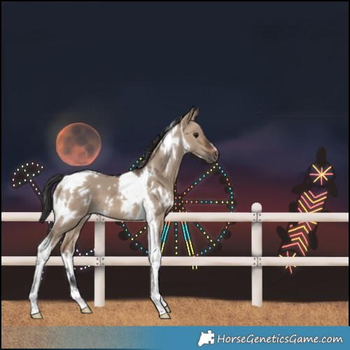 Horse Color:White Spotted Brown Dun Tobiano 