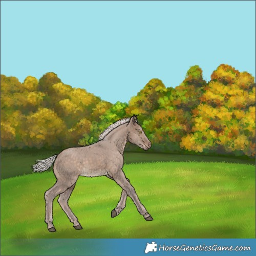 Horse Color:Silver Brown Dun 