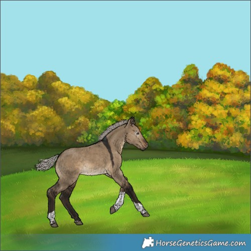 Horse Color:Gray Silver Brown Dun Tobiano 