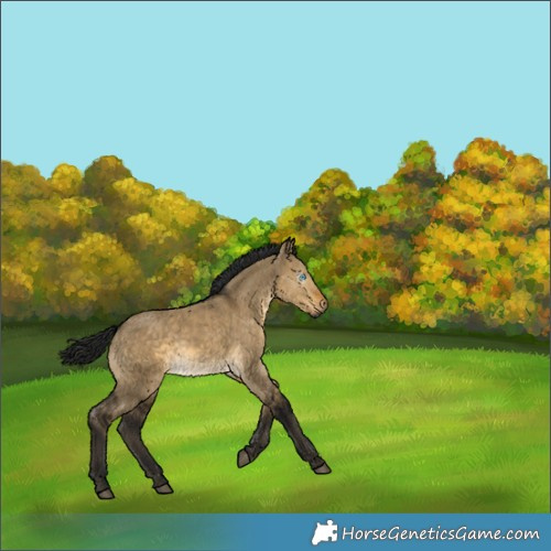 Horse Color:Gray Pseudo Buckskin Dun