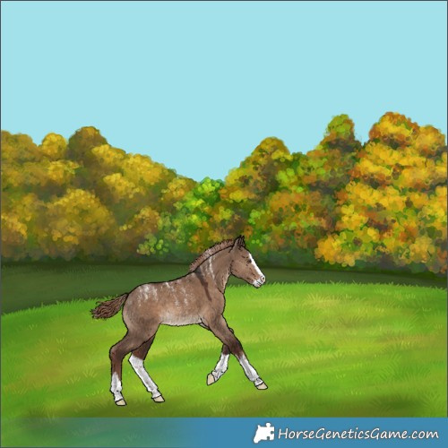 Horse Color:Powder White Liver Red Dun Splash