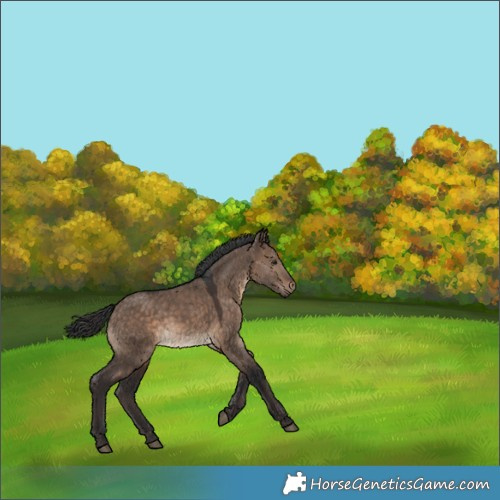 Horse Color:Brown Dun 