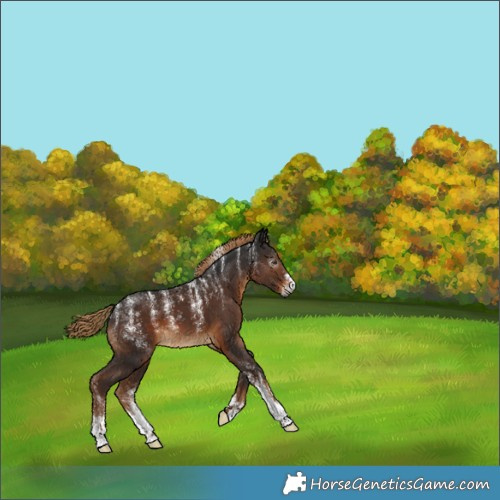 Horse Color:Powder White Gray Liver Chestnut