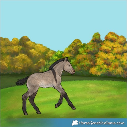 Horse Color:Brown Dun