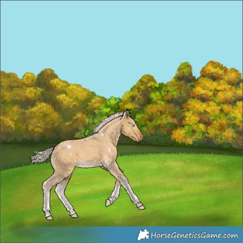 Horse Color:Gray White Spotted Silver Buckskin Dun 