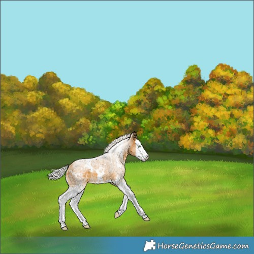 Horse Color:White Spotted Silver Buckskin Splash 