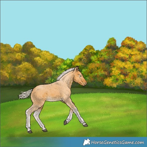 Horse Color:Gray Silver Buckskin Dun 