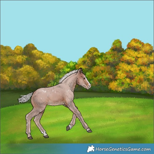 Horse Color:White Spotted Silver Brown Splash