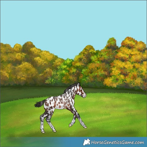 Horse Color:Powder White Brown Leopard Rabicano 