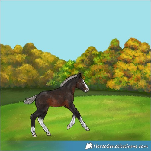 Horse Color:Gray Silver Brown Splash 