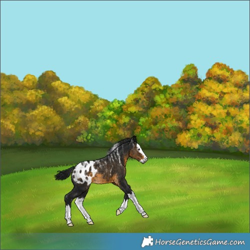 Horse Color:Powder White Gray Buckskin Splash Blanket Rabicano 