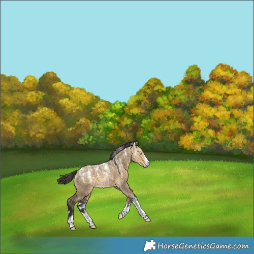 Horse Color:Powder White Buckskin Dun