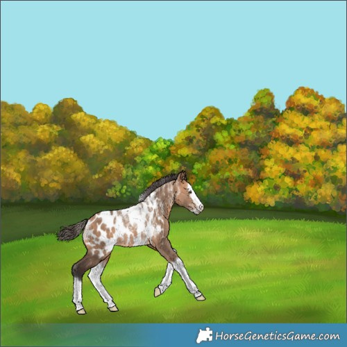 Horse Color:Powder White Bay Dun Splash Near Leopard Rabicano 