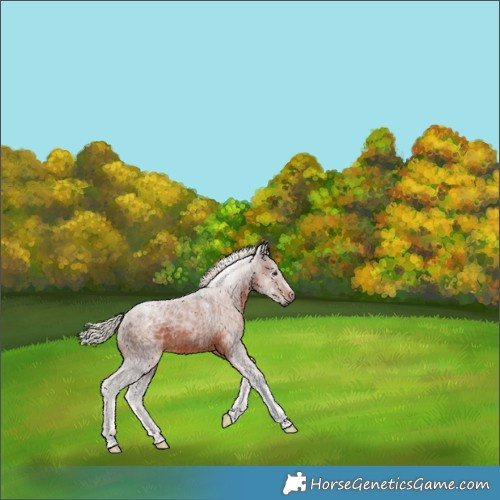 Horse Color:Powder White Gray Silver Brown 