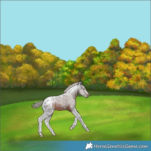 Horse Color:Gray Silver Brown Blanket Rabicano 