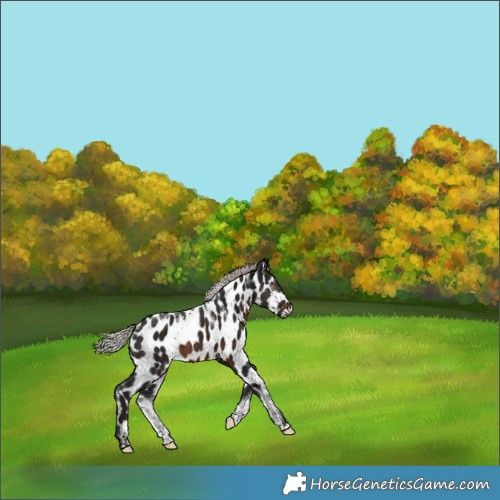 Horse Color:Powder White Gray Silver Brown Leopard Rabicano