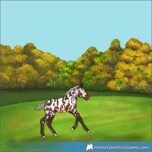 Horse Color:Silver Bay Near Leopard Rabicano 