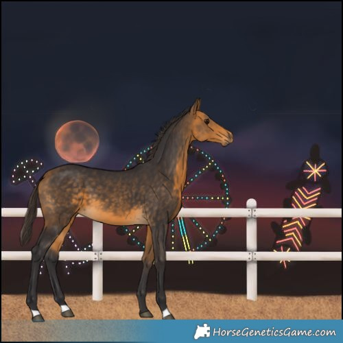 Horse Color:Buckskin 