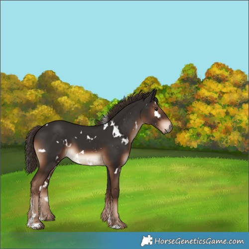 Horse Color:White Spotted Liver Chestnut 