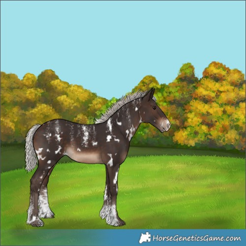 Horse Color:Powder White White Spotted Silver Brown