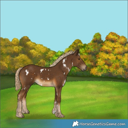 Horse Color:White Spotted Chocolate Palomino 