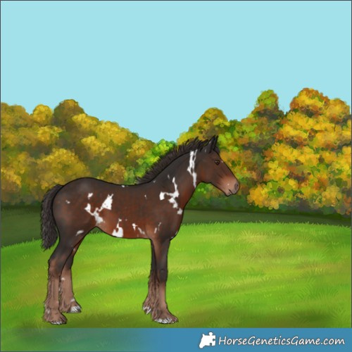 Horse Color:White Spotted Liver Chestnut