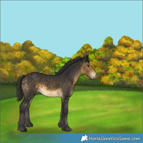 Horse Color:Buckskin