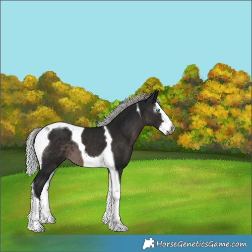 Horse Color:Gray Platinum Silver Brown Splash Tobiano 