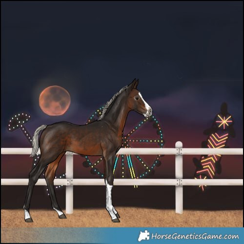 Horse Color:Gray Silver Bay Splash Tobiano