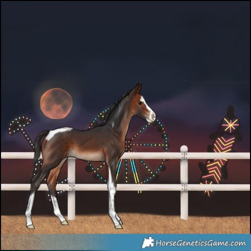 Horse Color:Bay Splash Tobiano