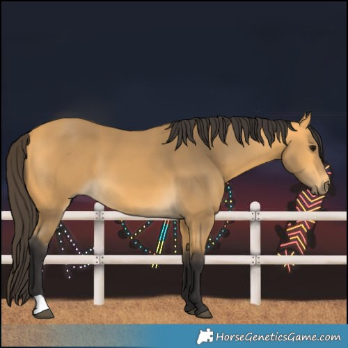 Horse Color:Buckskin 