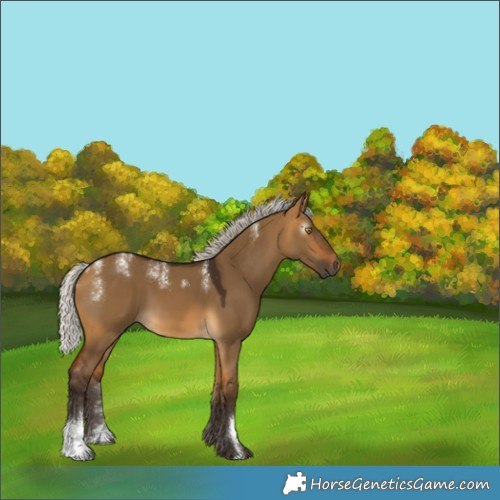 Horse Color:Powder White Gray Silver Buckskin Dun